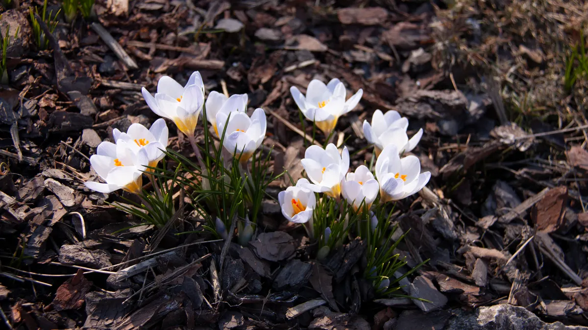 White flowers planted in mulch