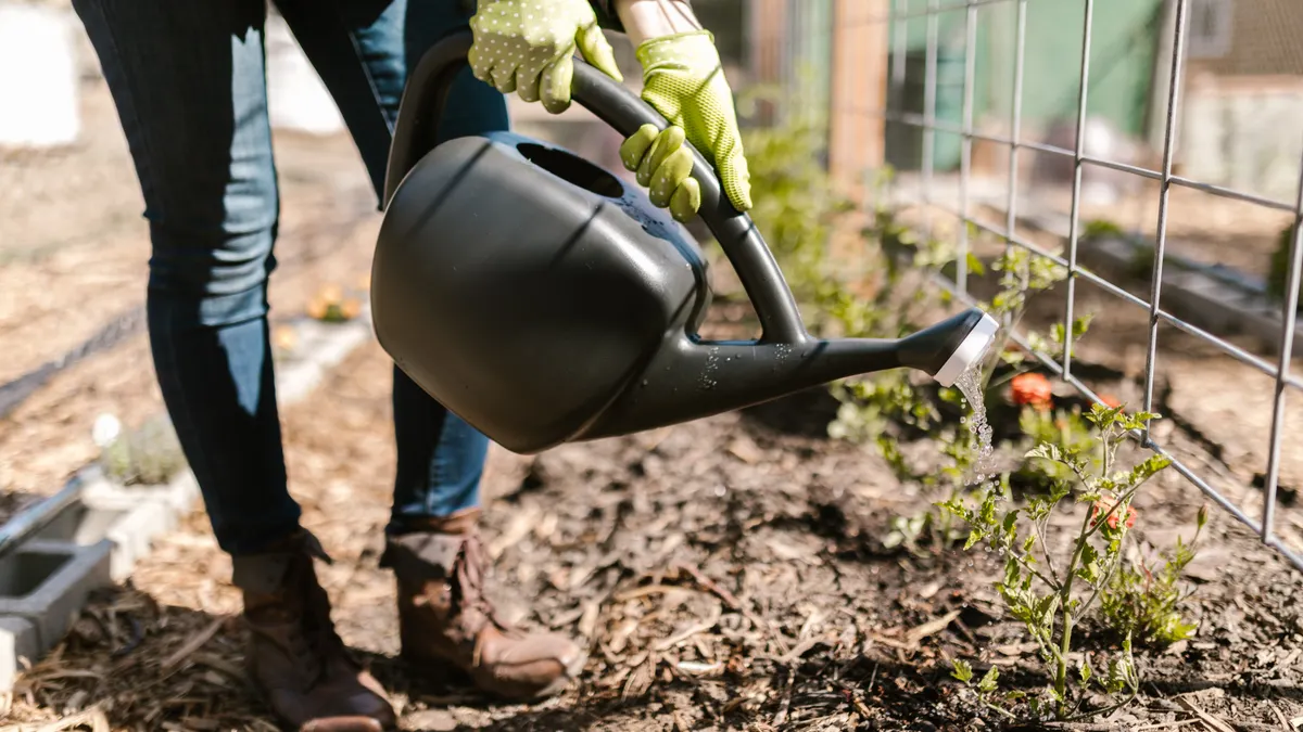 How to Mulch Around Existing Perennials Without Smothering New Growth Person watering a mulched garden bed