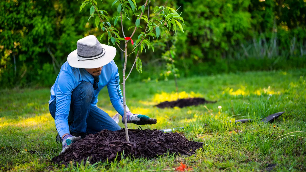 How to Mulch Around Shrubs Without Burying the Crown