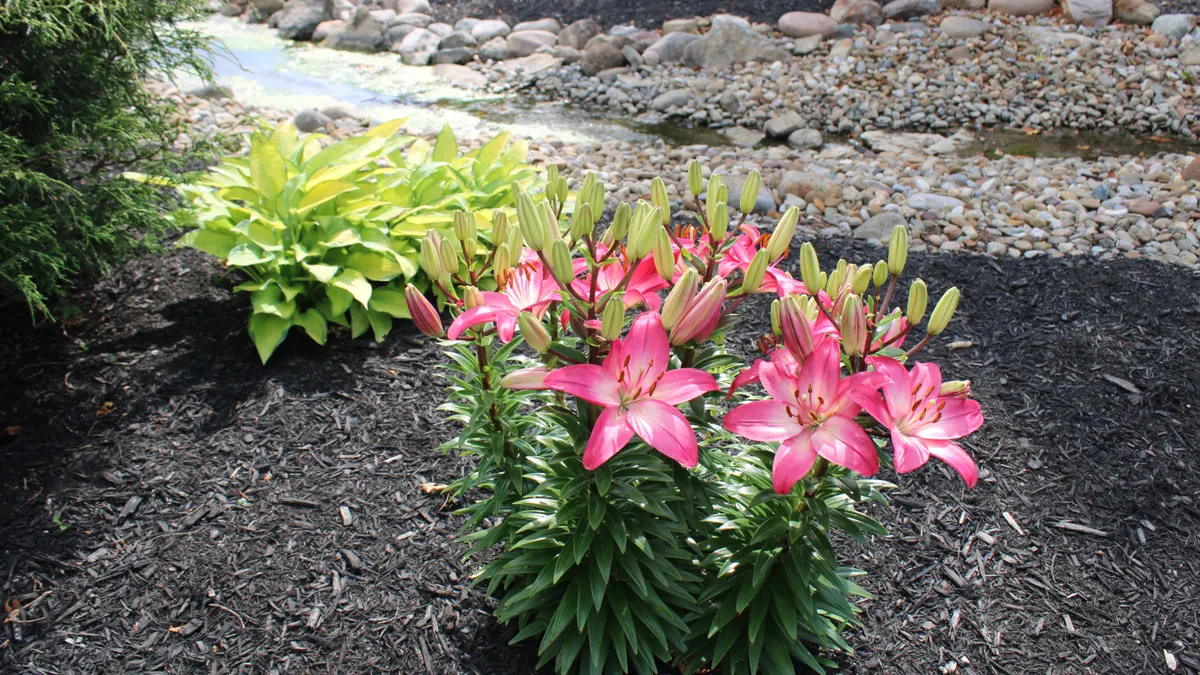 Is Colored Mulch Safe for Vegetable Gardens and Around Kids or Pets? Flower bed with black mulch around plants