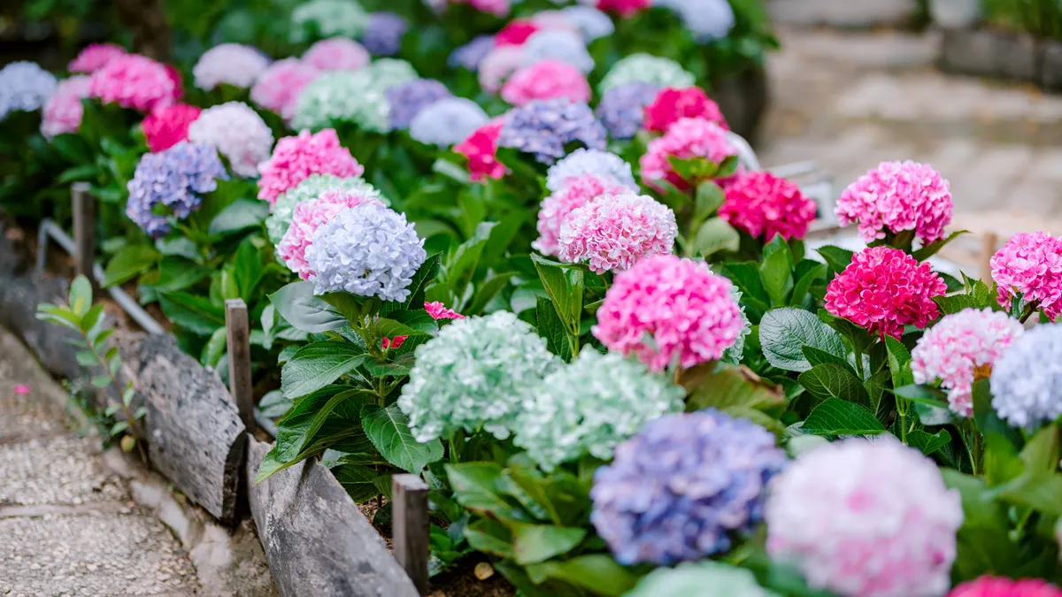 Flower bed with hydrangeas and edging
