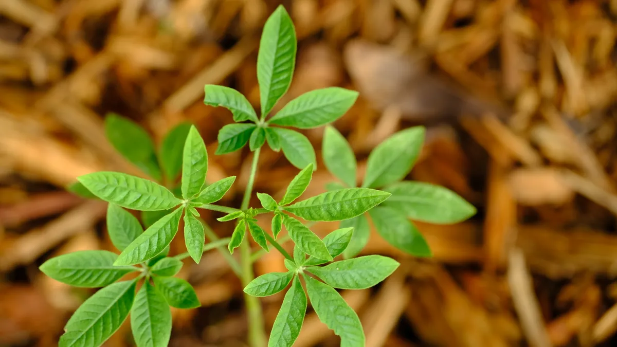 Mulch for Trees: How to Ring a Tree Without Harming the Trunk