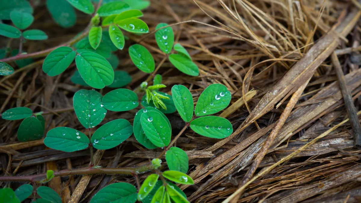Mulch for Vegetable Gardens: What to Use and Where to Stop